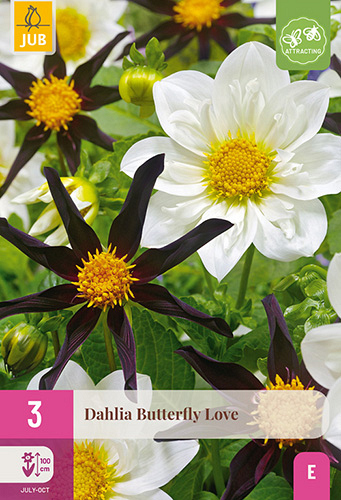 X 3 DAHLIA BUTTERFLY LOVE