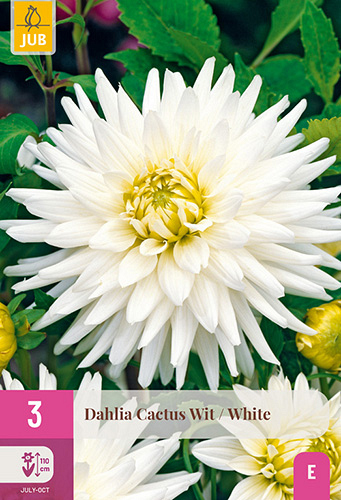 X 3 DAHLIA CACTUS WIT