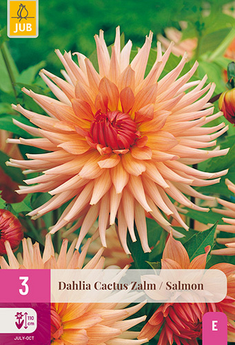 X 3 DAHLIA CACTUS ZALM