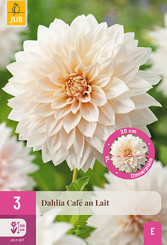 X 3 DAHLIA CAFE AU LAIT