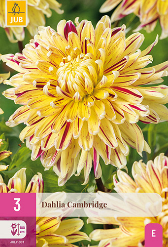 X 3 DAHLIA CAMBRIDGE