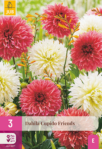 X 3 DAHLIA CUPIDO FRIENDS