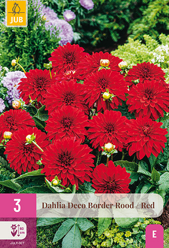 X 3 DAHLIA DECO BORDER ROOD