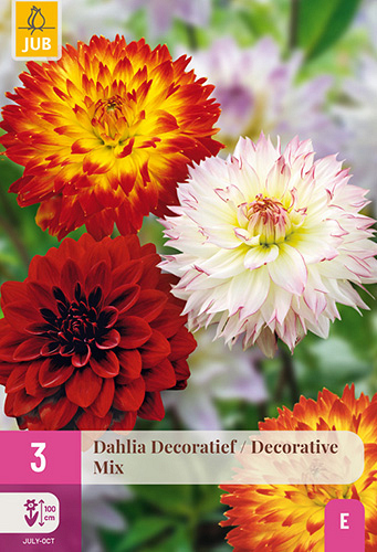 X 3 DAHLIA DECORATIEF MIX