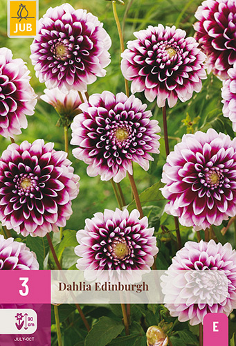 X 3 DAHLIA EDINBURGH