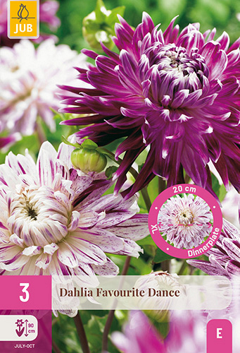 X 3 DAHLIA FAVOURITE DANCE