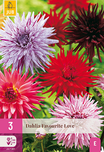 X 3 DAHLIA FAVOURITE LOVE