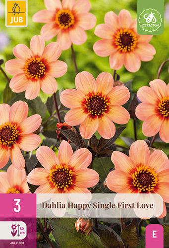 X 3 DAHLIA HAPPY SINGLE FIRST LOVE