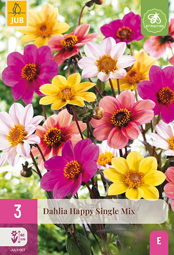 X 3 DAHLIA HAPPY SINGLE MIX