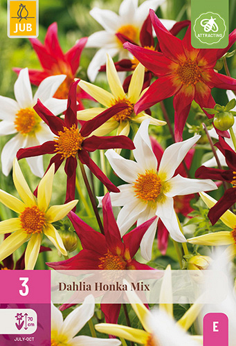 X 3 DAHLIA HONKA MIX