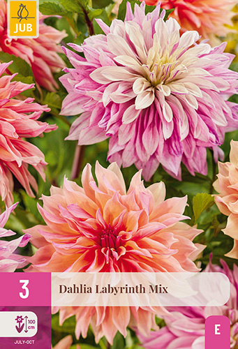 X 3 DAHLIA LABYRINTH MIX