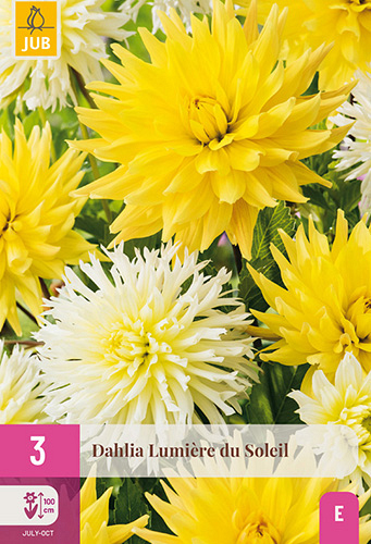 X 3 DAHLIA LUMIERE DU SOLEIL