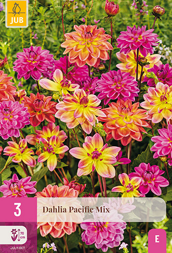 X 3 DAHLIA PACIFIC MIX