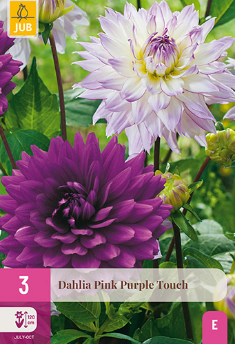 X 3 DAHLIA PINK PURPLE TOUCH