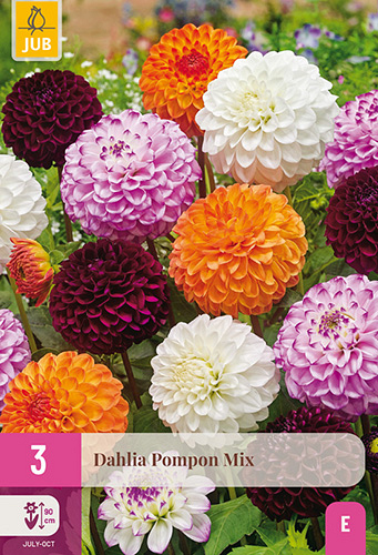 X 3 DAHLIA POMPON MIX