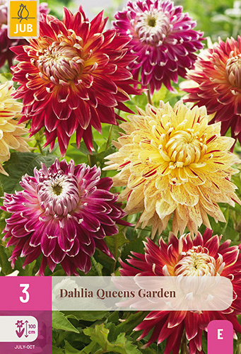 X 3 DAHLIA QUEENS GARDEN