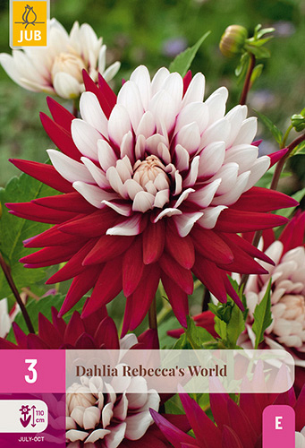 X 3 DAHLIA REBECCAS WORLD