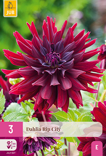 X 3 DAHLIA RIP CITY