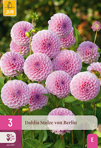 X 3 DAHLIA STOLZE VON BERLIN