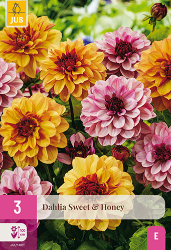 X 3 DAHLIA SWEET & HONEY