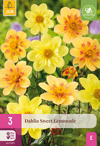 X 3 DAHLIA SWEET LEMONADE