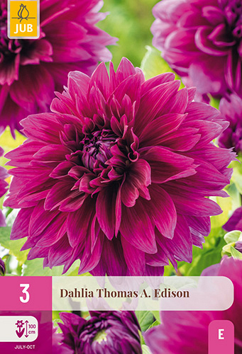 X 3 DAHLIA THOMAS A. EDISON