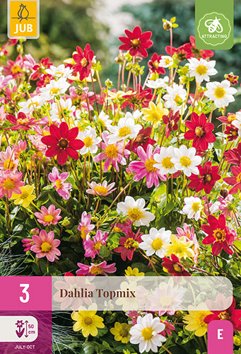 X 3 DAHLIA TOPMIX