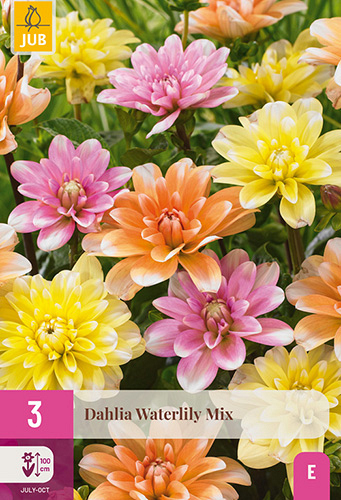 X 3 DAHLIA WATERLILY MIX