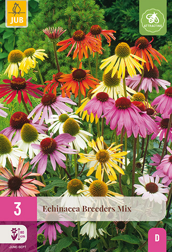 X 3 ECHINACEA BREEDERS MIX