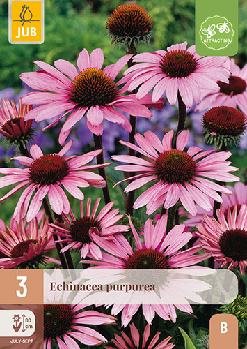 X 3 ECHINACEA PURPUREA