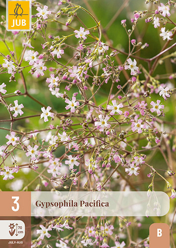 X 3 GYPSOPHILA PACIFICA