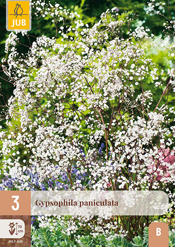 X 3 GYPSOPHILA PANICULATA