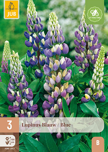 X 3 LUPINUS BLAUW