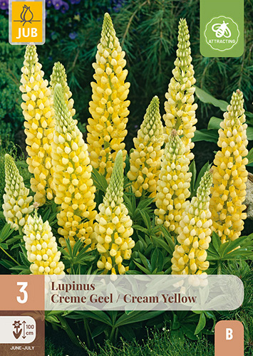 X 3 LUPINUS CREME-GEEL