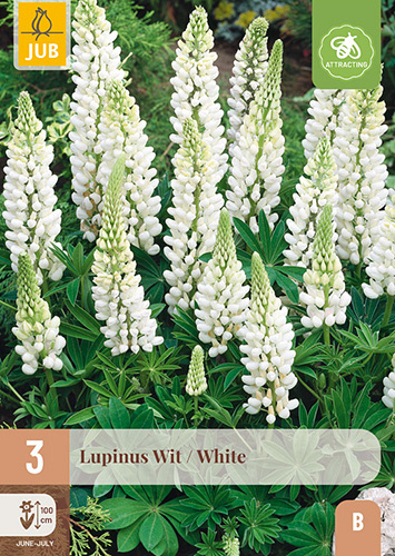 X 3 LUPINUS WIT