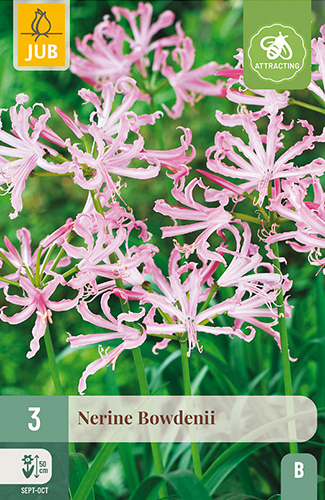 X   3 NERINE BOWDENII