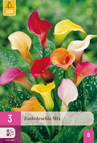 X 3 ZANTEDESCHIA MIX