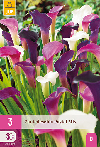 X 3 ZANTEDESCHIA PASTEL MIX