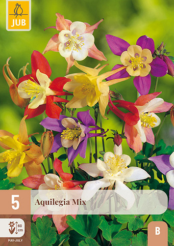 X 5 AQUILEGIA MIX