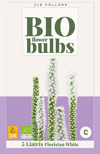 X 5 BIO LIATRIS FLORISTAN WHITE