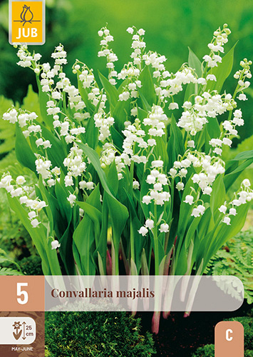 X 5 CONVALLARIA MAJALIS