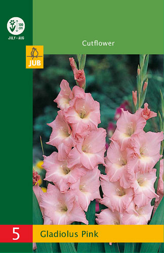 X   5 GLADIOLUS PINK