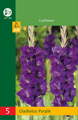 X   5 GLADIOLUS PURPLE