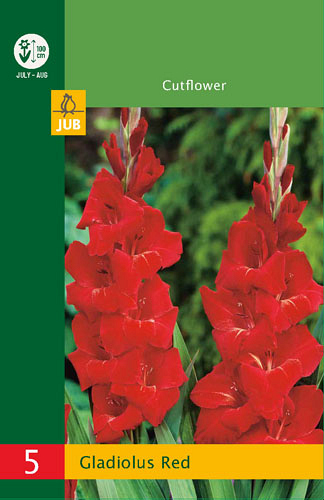 X   5 GLADIOLUS RED