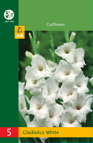 X   5 GLADIOLUS WHITE