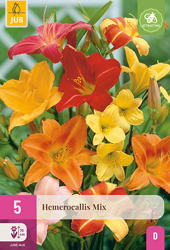 X 5 HEMEROCALLIS MIX