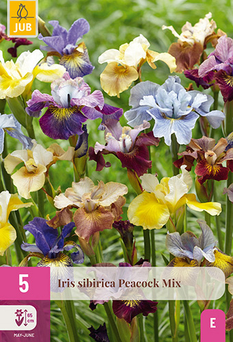 X 5 IRIS SIBIRICA PEACOCK MIX