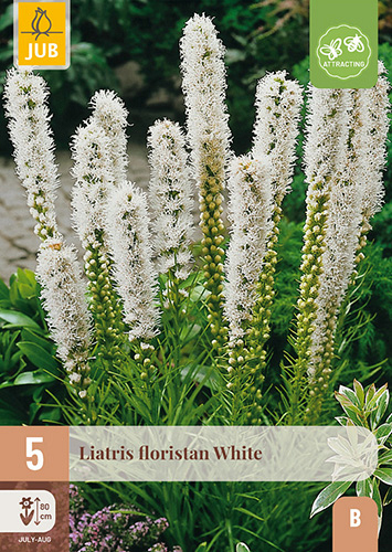 X 5 LIATRIS FLORISTAN WHITE