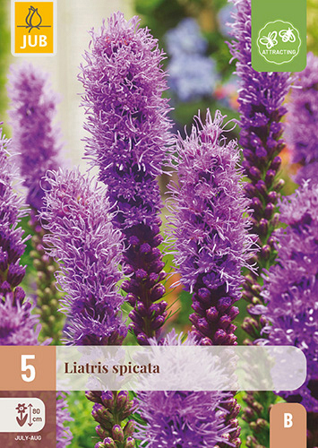 X 5 LIATRIS SPICATA