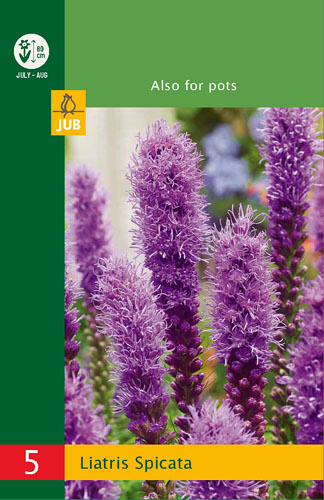 X  5 LIATRIS SPICATA